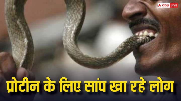 Snake For Protein: अब प्रोटीन के लिए लोग सांप भी खाने लगे हैं. सुनने में आपको यह भले ही अजीब लगे. लेकिन दुनिया के कई देशों मेें सांप को खाने का चलन काफी बढ़ रहा है. क्या है इसकी वजह चलिए बताते हैं.