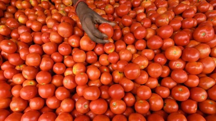 Now to provide relief to the common man from these rising prices, the National Cooperative Consumers Federation of India (NCCF) has decided to sell tomatoes at Rs 60 per kg in Delhi NCR from Monday.