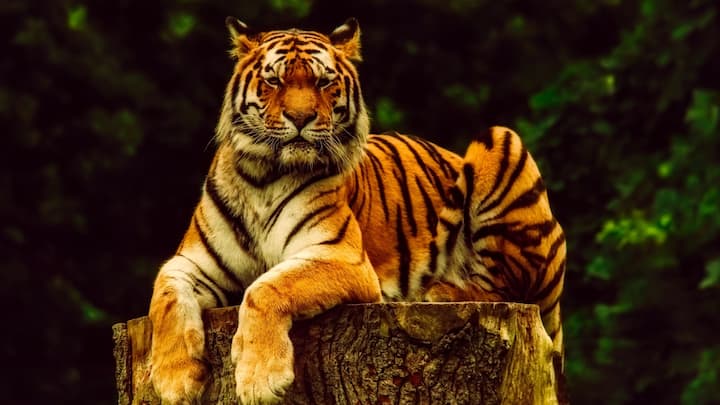 Tigers, one of the most iconic and majestic animals on the planet, are facing critical threats from habitat loss. Here are the top 10 ways you can contribute to tiger conservation: