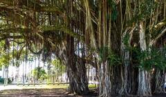 Masculine Energy: ਵੀਆਗਰਾ ਤੋਂ ਵੀ ਵੱਧ ਤਾਕਤਵਰ ਇਹ ਚੀਜ਼ਾਂ, ਦੁੱਧ ਦੇ ਨਾਲ ਸੇਵਨ ਕਰ ਇੰਝ ਵਧਾਓ ਮਰਦਾਨਾ ਤਾਕਤ