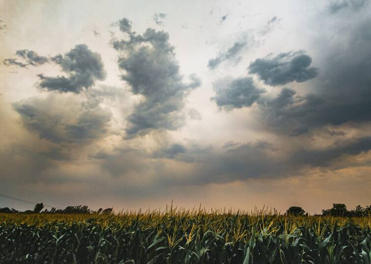 Drought in 6 districts of Punjab Malwa Punjab Weather: ਪੰਜਾਬ 'ਚ ਪੈ ਗਿਆ ਸੋਕਾ ! ਮਾਲਵੇ ਦੇ 6 ਜਿਲ੍ਹੇ ਬੁਰੀ ਤਰ੍ਹਾਂ ਪ੍ਰਭਾਵਿਤ, ਕੇਂਦਰ ਤੋਂ ਮਦਦ ਲਈ ਉੱਠੀ ਆਵਾਜ਼