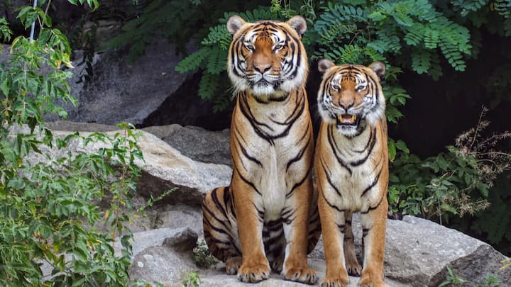 The healthy functioning of our ecosystems is greatly dependent on the presence of these amazing animals, known as tigers. Let's explore the seven biggest dangers that tigers face today.