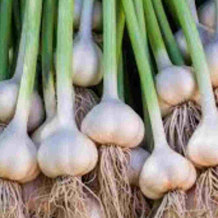 ਲਸਣ ਨੂੰ ਸਬਜ਼ੀਆਂ ਦੇ ਨਾਲ ਮਿਲਾ ਕੇ ਖਾਣਾ ਲਾਭਦਾਇਕ ਹੀ ਨਹੀਂ, ਲਸਣ ਦੇ ਕਈ ਤਰ੍ਹਾਂ ਦੇ ਉਪਾਅ ਵੀ ਹਨ, ਜਦੋਂ ਕਿ ਰੋਜ਼ਾਨਾ ਸਵੇਰੇ ਖਾਲੀ ਪੇਟ ਲਸਣ ਦੀਆਂ ਦੋ ਕਲੀਆਂ ਖਾਣ ਨਾਲ ਤੁਹਾਨੂੰ ਕਈ ਫਾਇਦੇ ਮਿਲ ਸਕਦੇ ਹਨ ਅਤੇ ਮਾਨਸੂਨ ਦੇ ਮੌਸਮ ਦੌਰਾਨ ਤੁਸੀਂ ਕਈ ਸਿਹਤ ਸਮੱਸਿਆਵਾਂ ਤੋਂ ਆਪਣੇ ਆਪ ਨੂੰ ਬਚਾ ਸਕਦੇ ਹੋ। ਬਚ ਸਕਦਾ ਹੈ।