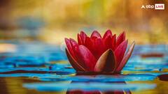 भारत का राष्ट्रीय फूल कमल तो पाकिस्तान का क्या है? जानते ही हंसी नहीं रोक पाएंगे आप