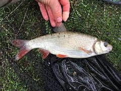 Health Benefits of Fish: ਮੱਛੀ ਦੇ ਸਰੀਰ ਦਾ ਇਹ ਹਿੱਸਾ ਖਾਣ ਨਾਲ ਮਿਲਦਾ ਜੀਵਨਦਾਨ, ਜੜ੍ਹ ਤੋਂ ਖਤਮ ਹੁੰਦੀਆਂ ਦਰਦਨਾਕ ਬਿਮਾਰੀਆਂ