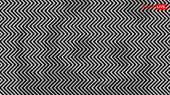 इस सिर घुमा देने वाली तस्वीर में छिपा है एक जानवर, 10 सेकंड में खोज पाएंगे?