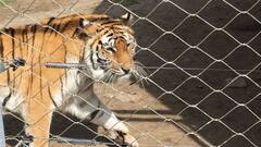International Tiger Day 2024: 7 Threats Tigers Are Facing Today