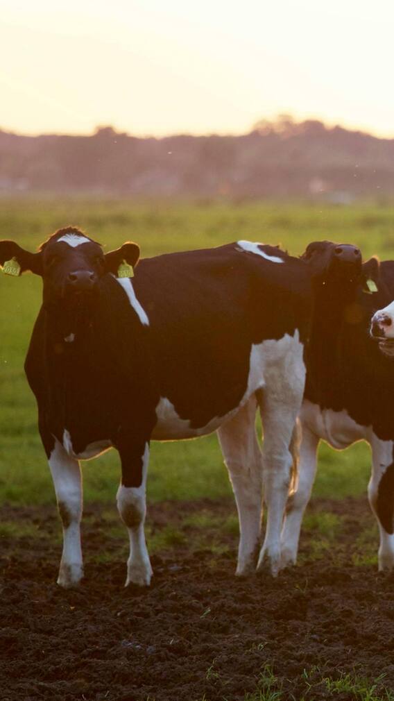 दुनिया के इस इसाई बहुल देश में गौमूत्र का है खास महत्व