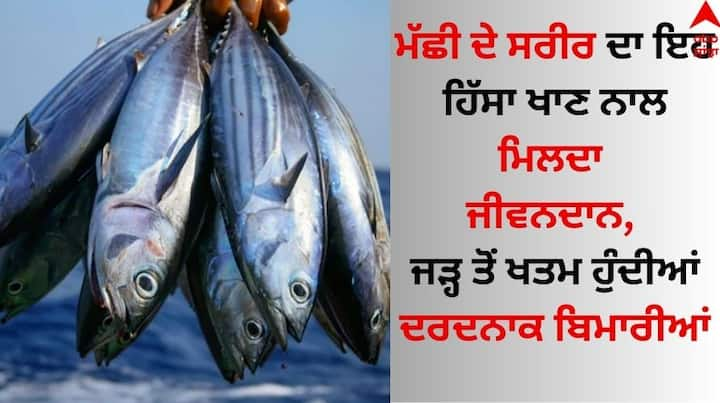 Health Benefits To Eating Fish: ਦੁਨੀਆ ਦੇ ਹਰ ਰਾਜ ਵਿੱਚ ਵੱਖ-ਵੱਖ ਤਰ੍ਹਾਂ ਦੇ ਪਕਵਾਨ ਤਿਆਰ ਕੀਤੇ ਜਾਂਦੇ ਹਨ। ਮੂਲ ਰੂਪ ਵਿੱਚ ਭੋਜਨ ਦੋ ਤਰ੍ਹਾਂ ਦਾ ਹੁੰਦਾ ਹੈ, ਇੱਕ ਮਾਸਾਹਾਰੀ ਅਤੇ ਦੂਜਾ ਸ਼ਾਕਾਹਾਰੀ।