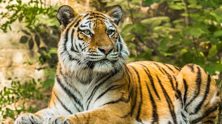 International Tiger Day 2024 Top 10 Ways To Support Tiger Conservation