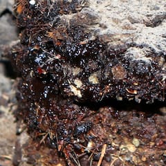 ਇਸ ਔਸ਼ਧੀ ਨੇ ਫੇਲ੍ਹ ਕੀਤੀਆਂ ਮਹਿੰਗੀਆਂ ਦਵਾਈਆਂ ਤੇ ਹਕੀਮ, ਨਪੁੰਸਕਤਾਂ ਕਰਦੀ ਹੈ ਦੂਰ