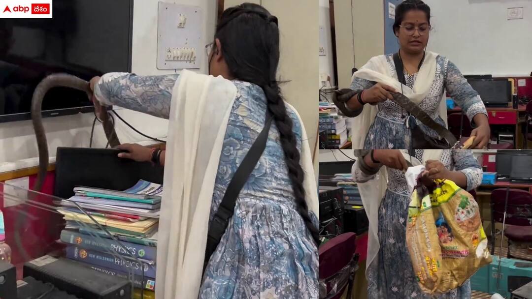 Viral Video: అది తాడనుకున్నావా పామనుకున్నావా అమ్మా? - అలా పట్టేసి ఇలా బ్యాగులో వేసుకున్నావ్, షాకింగ్ వీడియో woman cathced snake easily in computer office in chattishgary video vrial Viral Video: అది తాడనుకున్నావా పామనుకున్నావా అమ్మా? - అలా పట్టేసి ఇలా బ్యాగులో వేసుకున్నావ్, షాకింగ్ వీడియో