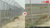 Deer Fight at Border: సరిహద్దుల్లో భారత్, పాకిస్తాన్ జింకల మధ్య భీకర పోరు- వీడియో చూస్తే షాక్