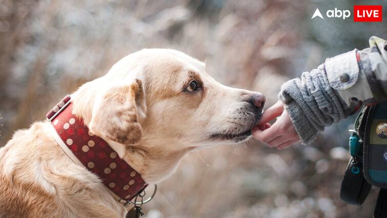 Jail for feeding a dog It is illegal to feed your dog too much and you could be jailed कुत्ते को ज्यादा खाना खिलाना भी पड़ सकता है भारी, महिला को हो गई जेल