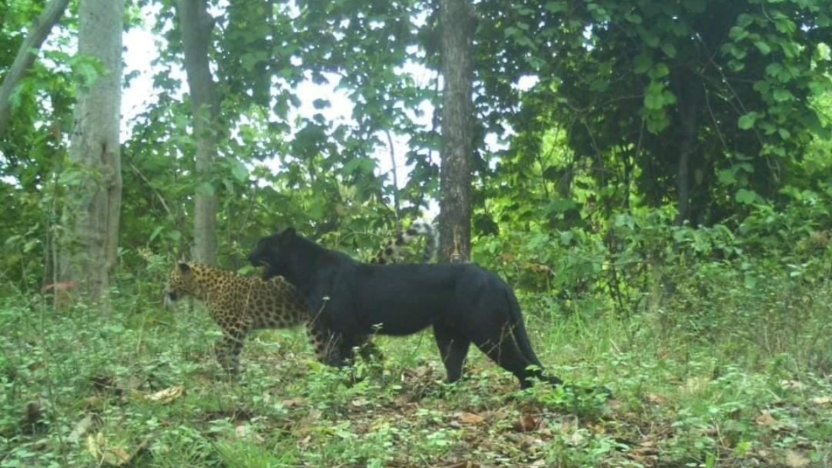 International Tiger Day: छत्तीसगढ़ के लिए खुशखबरी, दो टाइगर रिजर्व में बढ़ी बाघों की संख्या, कैमरे में कैद हुई तस्वीर