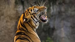 International Tiger Day 2024: Top 10 Ways To Support Tiger Conservation