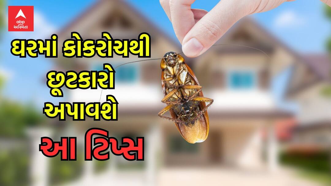 Cockroach Solution: ઘરમાં કોકરોચથી પરેશાન છો, ભગાડવા અપનાવો આ ટિપ્સ Utility troubled by cockroaches at home follow these tips to get rid of them Cockroach Solution: ઘરમાં કોકરોચથી પરેશાન છો, ભગાડવા અપનાવો આ ટિપ્સ