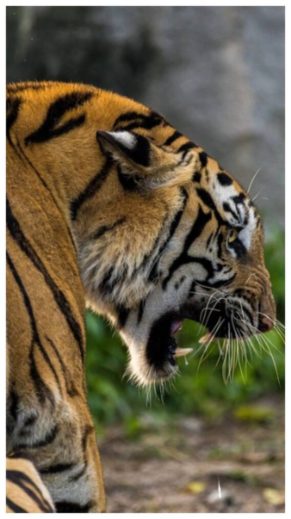 भारत में कहां हैं सबसे ज्यादा टाइगर?