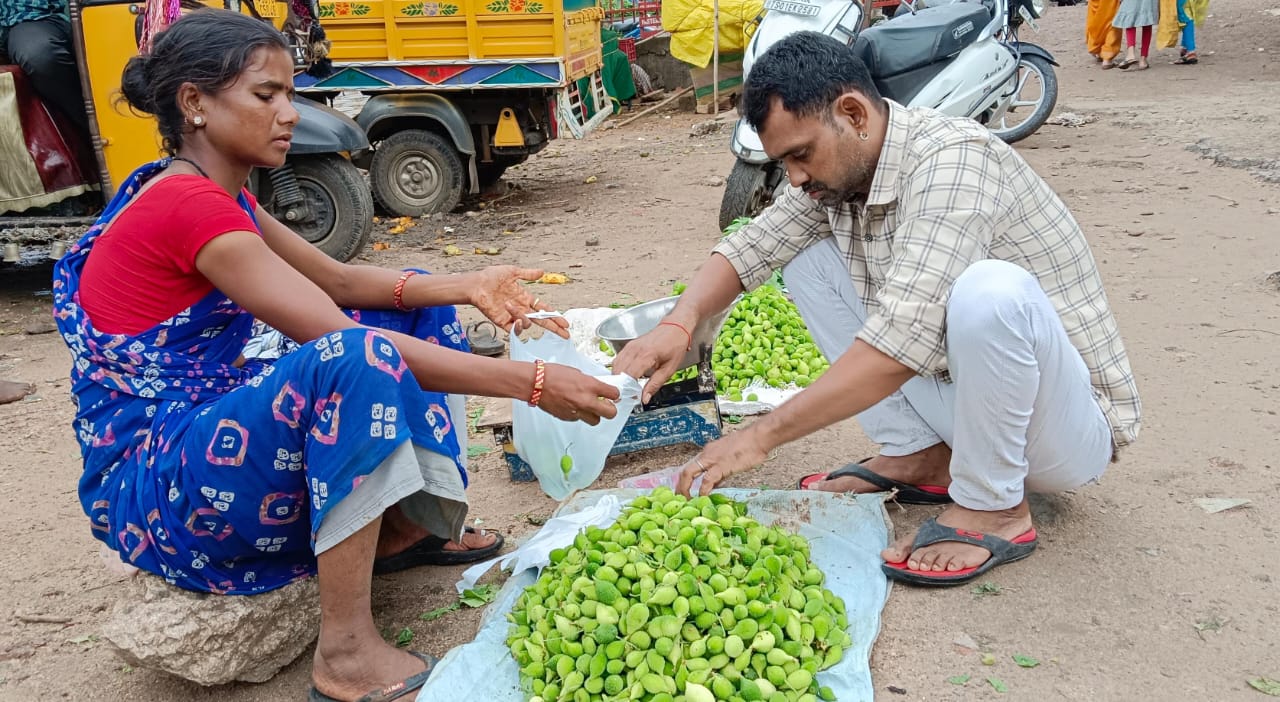 Adilabad News: ఆదిలాబాద్‌లో బోడ కాకరకి భలే డిమాండ్, దీంతో ఆరోగ్యానికి బోలెడు లాభాలు