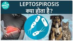 What Is Leptospirosis | Health Live
