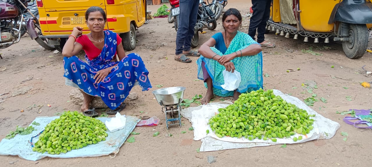 Adilabad News: ఆదిలాబాద్‌లో బోడ కాకరకి భలే డిమాండ్, దీంతో ఆరోగ్యానికి బోలెడు లాభాలు