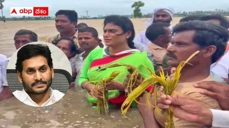 Sharmila is trying to prove opposition in AP is Congress party Opposition Leader Sharmila : జగన్ వద్దనుకుంటున్నారు కానీ షర్మిల ఆక్రమించేస్తున్నారు - ప్రతిపక్ష పాత్ర పోషించేందుకు సిద్ధమయ్యారా ?