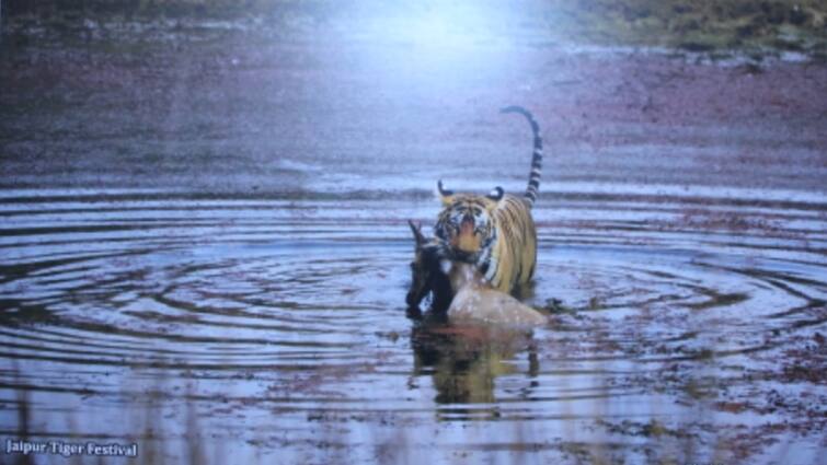 Jaipur Tiger Festival organized at Jawahar Kala Kendra on account of International Tiger Day 2024 ann जयपुर टाइगर फेस्टिवल में गूंजी बाघ की दहाड़, जानिए क्या लिखा था बीकानेर के राजा ने पत्र में...