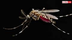 Dengue: जानवरों को भी काटते हैं मच्छर, तो क्या उन्हें भी होता है डेंगू और मलेरिया?