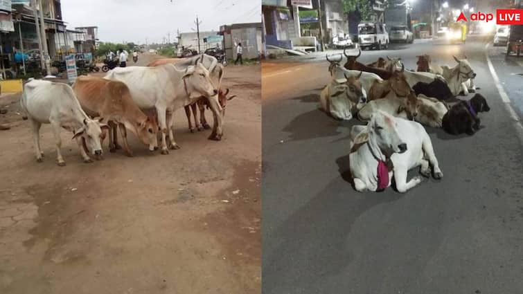 Chhattisgarh Congress government Roka Chheka Yojana condition bad in Bastar Stray cattle roaming Road ANN बस्तर में कांग्रेस सरकार की 'रोका-छेका योजना' का बुरा हाल, सड़कों और बाजारों में घूम रहे मवेशी