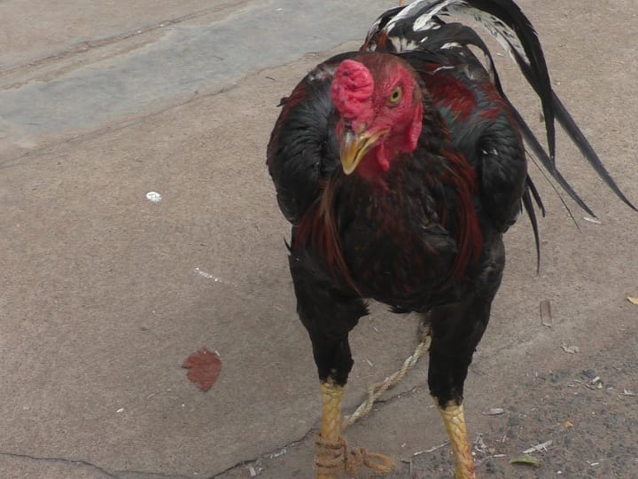 பல நாள் திருடன் ஒரு நாள் அகப்படுவான்; சிசிடிவியால் சிக்கிய கோழி திருடன் - நடந்தது என்ன?