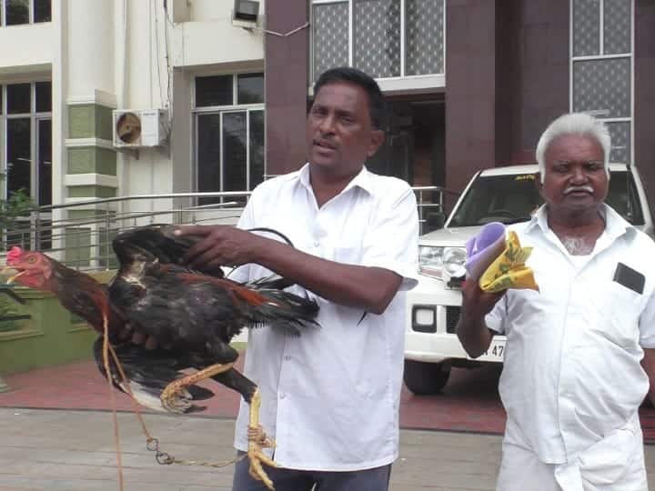 karur crime Rooster missing owner complaint against younster district sp - TNN பல நாள் திருடன் ஒரு நாள் அகப்படுவான்; சிசிடிவியால் சிக்கிய கோழி திருடன் - நடந்தது என்ன?