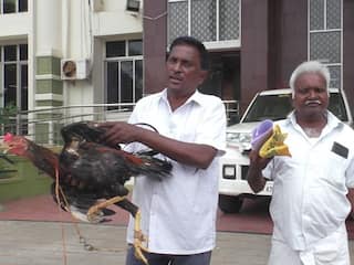 karur crime Rooster missing owner complaint against younster district sp - TNN பல நாள் திருடன் ஒரு நாள் அகப்படுவான் சிசிடிவியால் சிக்கிய கோழி திருடன் - நடந்தது என்ன?