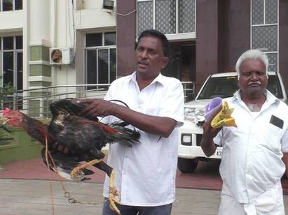 karur crime Rooster missing owner complaint against younster district sp - TNN பல நாள் திருடன் ஒரு நாள் அகப்படுவான் சிசிடிவியால் சிக்கிய கோழி திருடன் - நடந்தது என்ன?