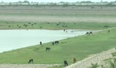 Heavy Rain: 'મેઘો મુશળધાર' છતાં બનાસકાંઠાના આ બે મોટા જળાશયો 'ખાલીખમ', જાણો કેટલું છે પાણી