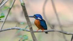 इंद्रावती टाइगर रिजर्व में दिखा Blue Eared Kingfisher, कैमरे में कैद हुई दुर्लभ प्रजाति की तस्वीर