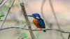 इंद्रावती टाइगर रिजर्व में दिखा Blue Eared Kingfisher, कैमरे में कैद हुई दुर्लभ प्रजाति की तस्वीर