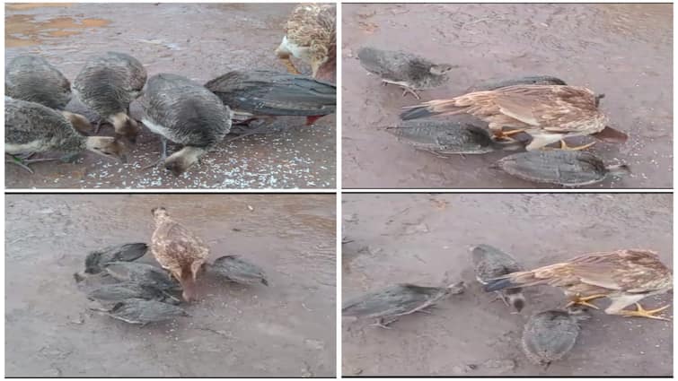 Hen Hatches the Peacock Eggs in Alluri Seetharamaraju District Viral News: దొరికిన గుడ్లను కోడితో పొదిగించిన యజమాని- పిల్లలు పెద్దవయ్యేసరికి షాక్