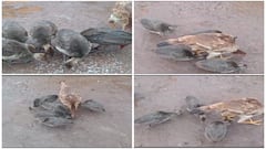 దొరికిన గుడ్లను కోడితో పొదిగించిన యజమాని- పిల్లలు పెద్దవయ్యేసరికి షాక్