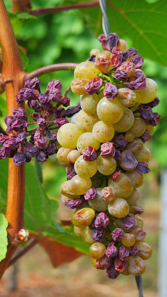 काळ्या की पिवळ्या कोणत्या मनुका अधिक फायदेशीर?