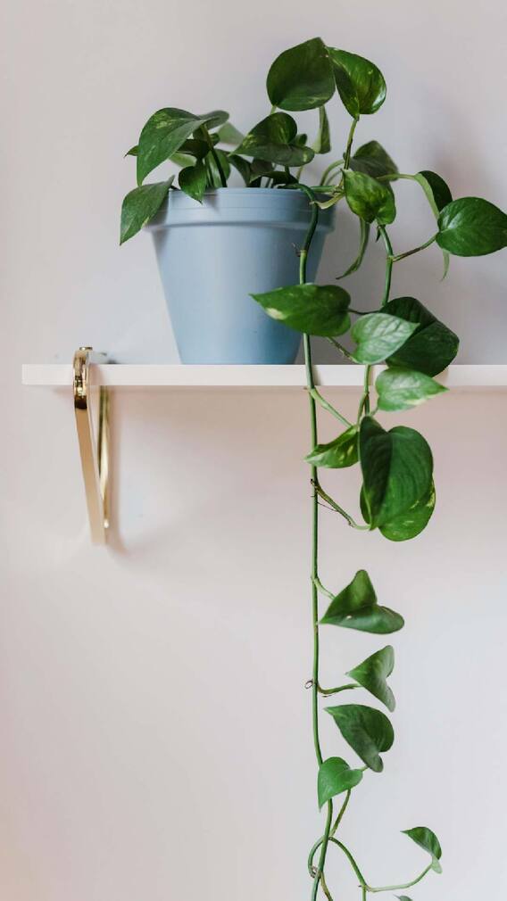 घराच्या 'या' दिशेला लावा मनी प्लांट; सुख-समृद्धीत होईल भरभराट!