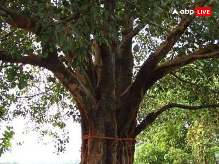 राहु और केतु को खुश करने के लिए पितृों को खुश करना बहुत जरुरी है. इसके लिए पितृपक्ष में रोज पीपल के पेड़ पर जल के साथ मिठाई या भोजन चढ़ाएं.