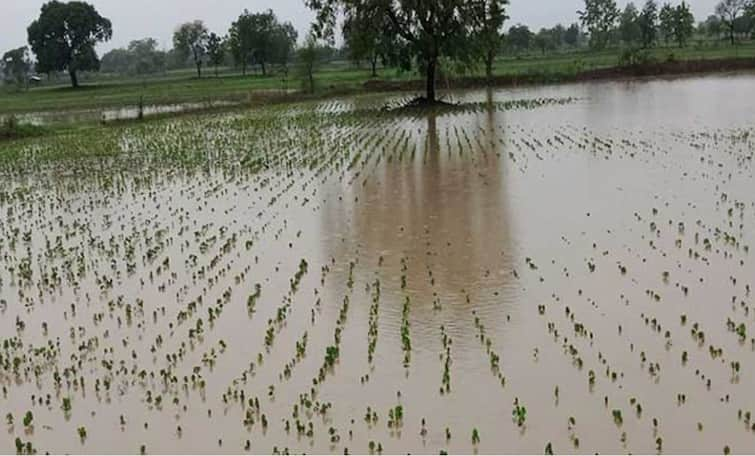 Dhule Rain News Crops are likely to be lost due to heavy rains in Dhule district पाऊस आला, पण थांबेनाच! धुळ्यात शेतकरी टेन्शनमध्ये,  खरीप हंगामातील पिके पिवळी पडण्यास सुरुवात