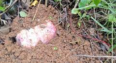 जवानों को नुकसान पहुंचाने के लिए नक्सलियों ने बिछाया था 'मौत का सामान', BDS की टीम ने खोज निकाला