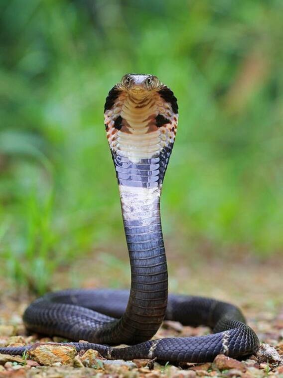 बिहार में कहां लगता है सांपों का मेला?