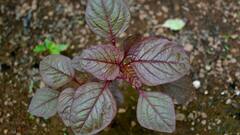 Red Spinach: சிவப்புக் கீரை உடல் எடையை குறைக்க உதவுமா? தெரிஞ்சிக்கோங்க!