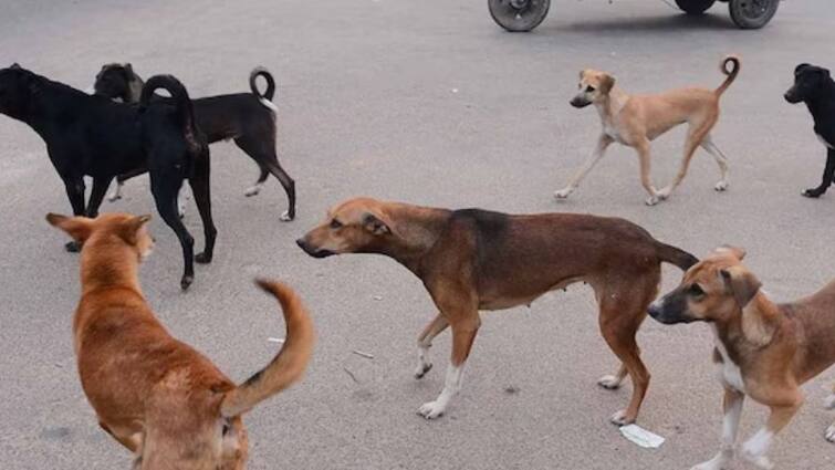 Turkey has planned to kill 40 lakh stray dogs Know what is planning ABPP Stray Dogs: 40 ਲੱਖ ਕੁੱਤਿਆਂ ਦਾ ਹੋਏਗਾ 'ਕਤਲੇਆਮ'? ਮਿਟਾ ਦਿੱਤਾ ਜਾਵੇਗਾ ਨਾਮੋ ਨਿਸ਼ਾਨ! ਪਾਰਲੀਮੈਂਟ ਤੋਂ ਲੈ ਕੇ ਸੜਕਾਂ ਤੱਕ ਰੌਲਾ