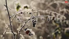 Home Tips: જો વરસાદની ઋતુમાં પણ તુલસીનો છોડ સુકાઈ ગયો હોય તો ચોક્કસથી આ ઘરેલું ઉપાય અજમાવો