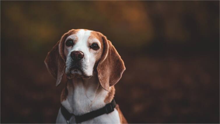 Missing Dog Karnataka Villagers Organise Grand Feast To Celebrate Return Who Travelled 250 Km Home Karnataka Villagers Organise Grand Feast To Celebrate Return Of Missing Dog Who Travelled 250 Km Home