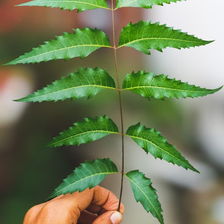 By drinking some amount of it daily, all the harmful elements present in our blood are eliminated. So that it remains clean. Along with this, it is believed that the juice of neem leaves is helpful in curing many stomach related diseases.