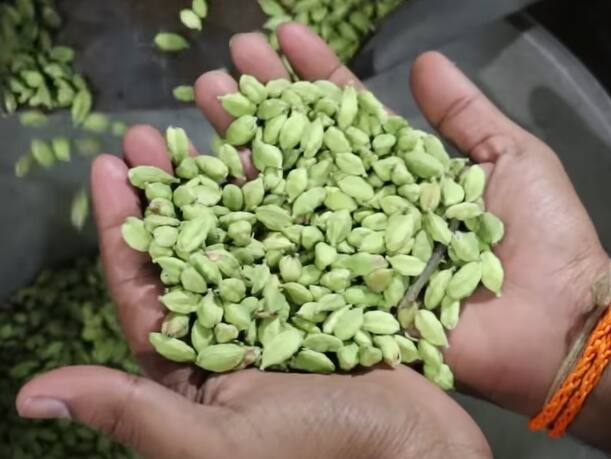 ஏலக்காய் பொடியை சேர்த்து பல் துலக்கினால் வாய் துர்நாற்றம், ஈறுகளில் உண்டாகும் பாதிப்பு விரைவில் குணமாகலாம்.